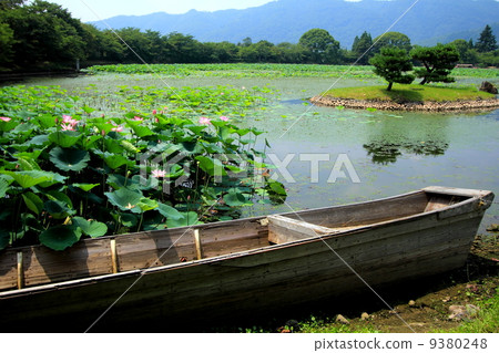 Osawa pond of Kyoto lotus blooming summer Osawa pond of Kyoto lotus blooming summer 9380248