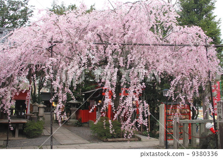 京都穗香天滿宮的垂枝櫻花 9380336