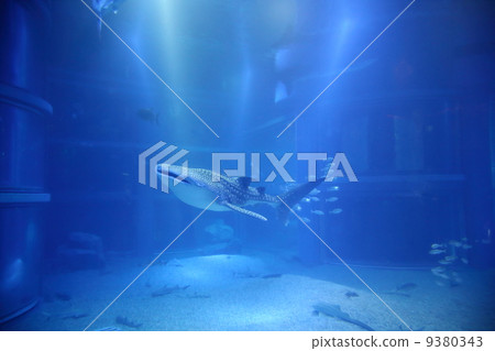 大阪水族館的鯨鯊 大阪水族館的鯨鯊 9380343