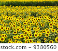 Sunflower field in full bloom 9380560