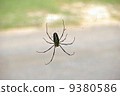 Spiders stuck in thread 9380586