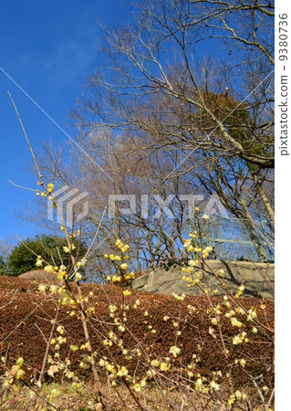 Sosin Ryuba綻放Ram Park 9380736