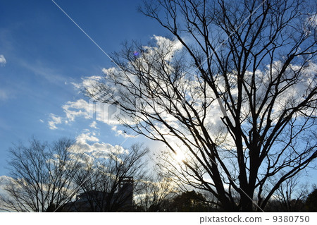 冬天樹和白色雲彩 9380750