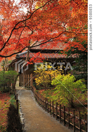 Late autumn of Gio-ji 9380853