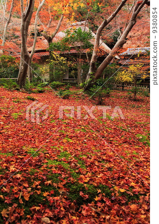Gio-ji的深秋 9380854