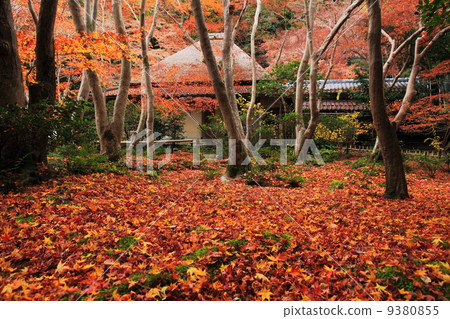 Late autumn of Gio-ji Late autumn of Gio-ji 9380855