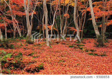 Late autumn of Gio-ji Late autumn of Gio-ji 9380858