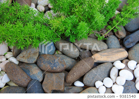Portulaca oleracea flower in rock garden Portulaca oleracea flower in rock garden 9381540