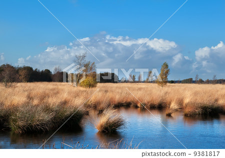yellow birch trees on swamp over sky yellow birch trees on swamp over sky 9381817