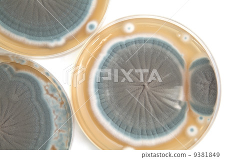 Penicillium fungi background 9381849