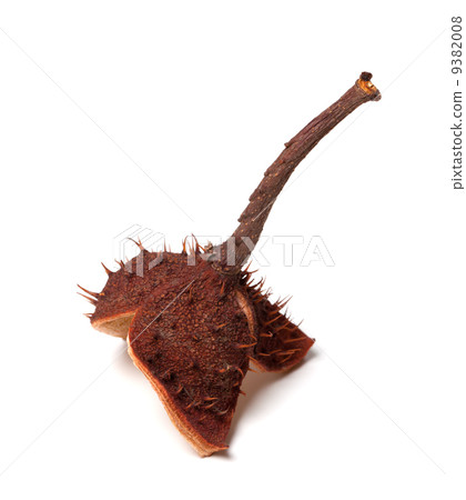 Horse-chestnut inside dry peel on branch Horse-chestnut inside dry peel on branch 9382008