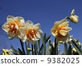 Colorful flowers in The Netherlands 9382025