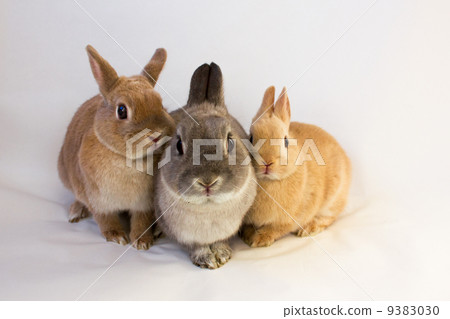 荷蘭矮人家族 9383030