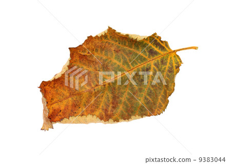 leaf  9383044