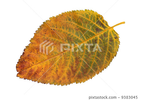 Cherry leaf 9383045