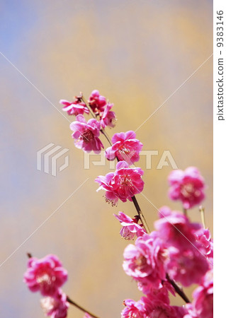 開花紅色開花在早期的春天 9383146
