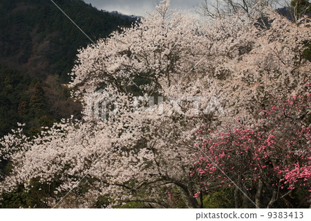 奧巴山的櫻花盛開 奧巴山的櫻花盛開 9383413
