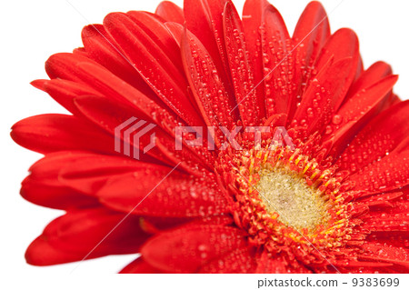 red gerbera flower 9383699