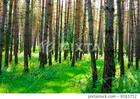 summer forest summer forest 9383752