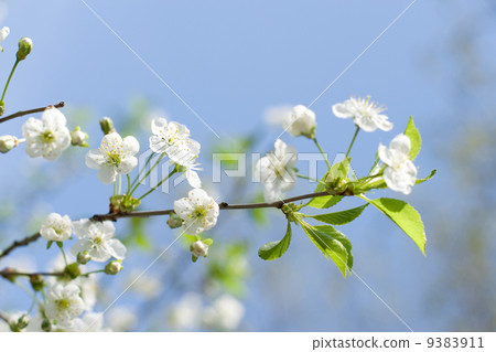 flower tree flower tree 9383911