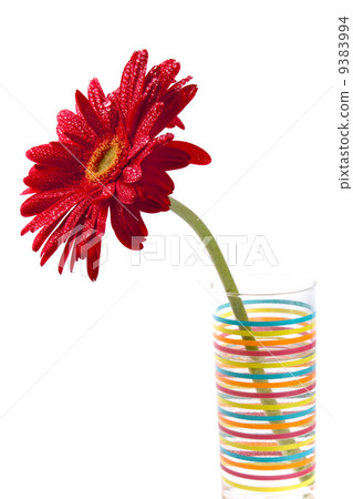 red gerbera red gerbera 9383994