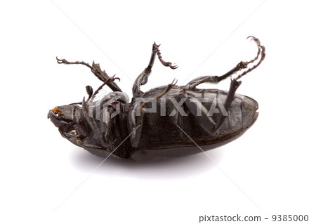 dead bug dead bug 9385000