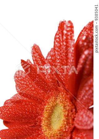 red gerbera 9385041