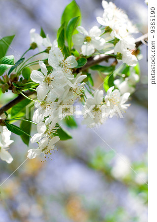 flower tree 9385190