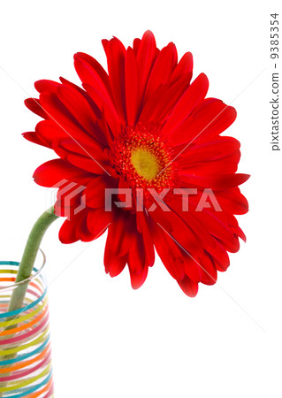 red gerbera red gerbera 9385354