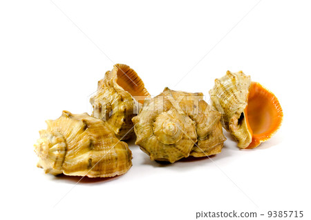 four cockleshells 9385715