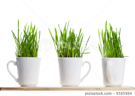 fresh green grass in coffee cups fresh green grass in coffee cups 9385984