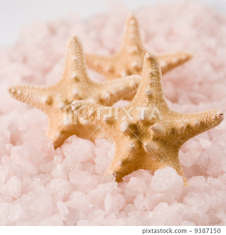 starfishes 9387150