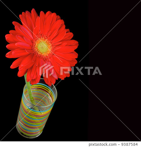 red gerbera flower red gerbera flower 9387584