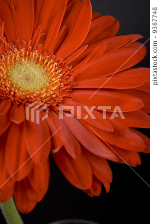 red gerbera 9387748