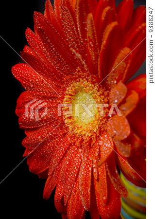red gerbera 9388247