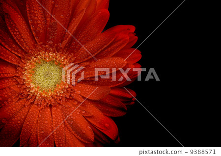 red gerbera red gerbera 9388571