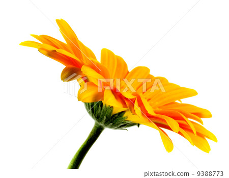 flower flower 9388773