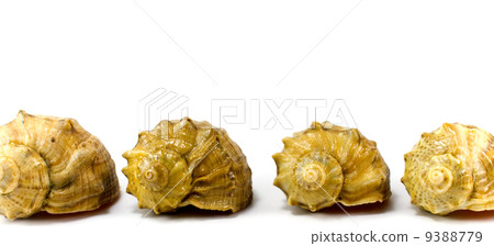 four cockleshells 9388779