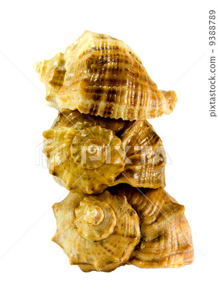 three shells 9388789