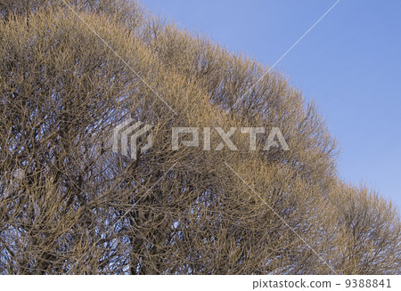 brunches over blue sky 9388841