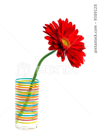 red gerbera red gerbera 9389128