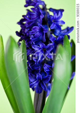 blue hyacinth 9389315