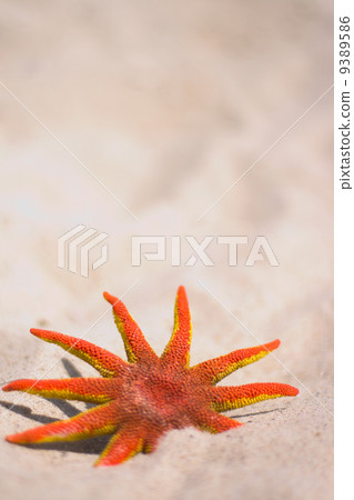 red starfish 9389586