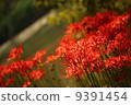 閃耀紅光 9391454