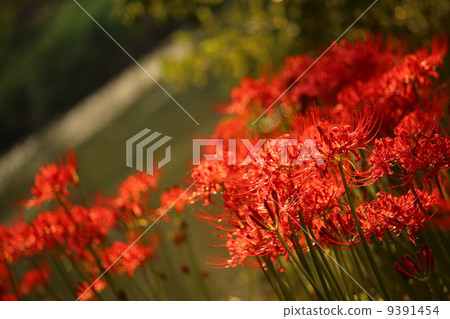 閃耀紅光 閃耀紅光 9391454