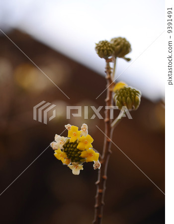 Flowering of Mitsumata Flowering of Mitsumata 9391491