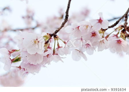 櫻花 櫻花 9391634