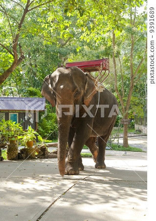 An elephant that carries tourists 9391689