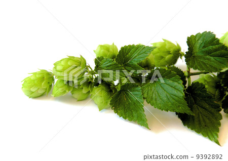 Hops 9392892