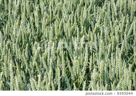 Cornfield (Moen, Denmark) Cornfield (Moen, Denmark) 9393044